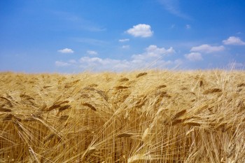 healthy-diet-barley-1