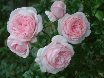 happy-scent-of-roses-2